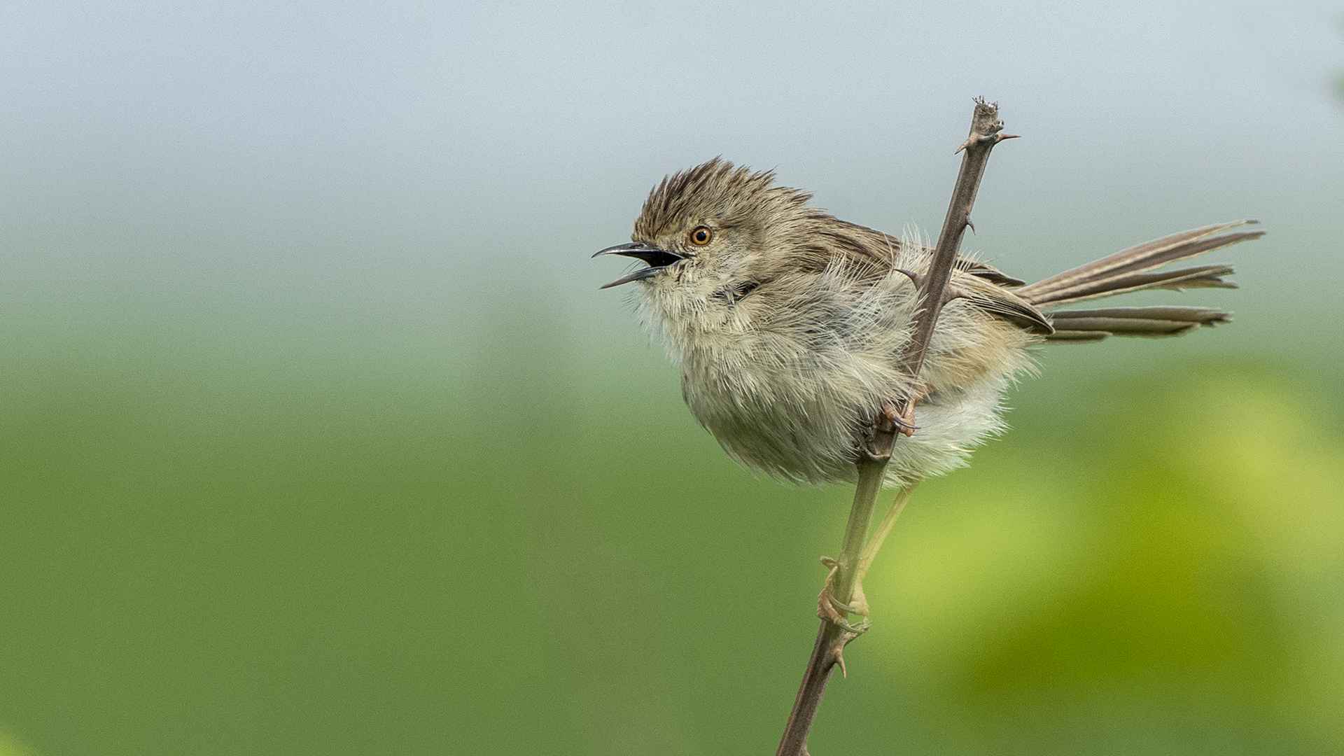 Graceful Prinia